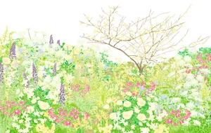Sarah Price spring border Garden designer Sarah Price spring border plan