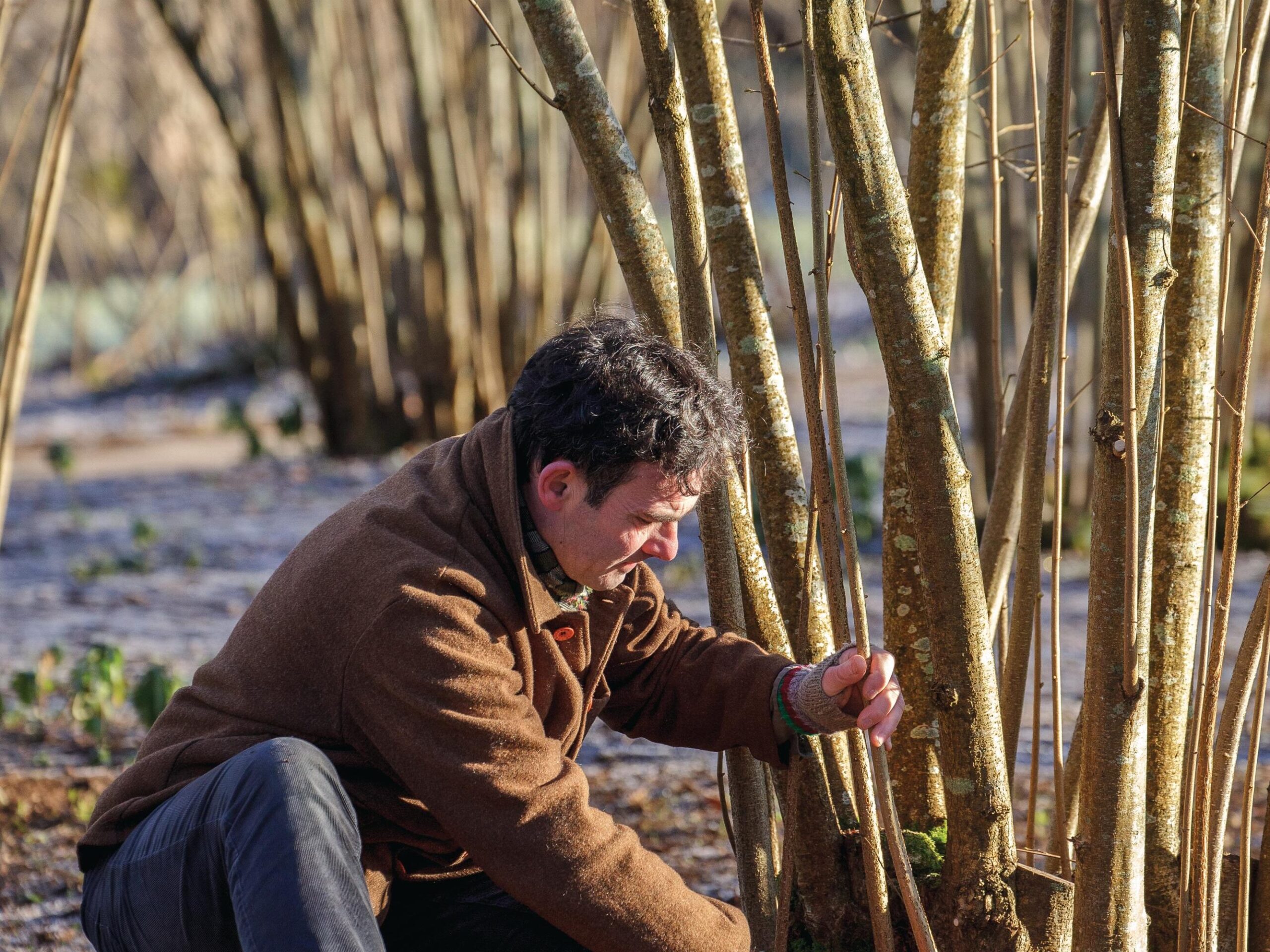 Man pruning hazel stems