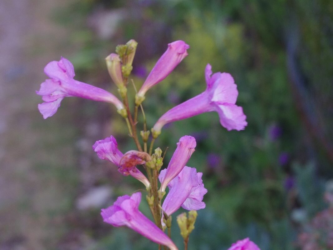 Incarvillea olgae