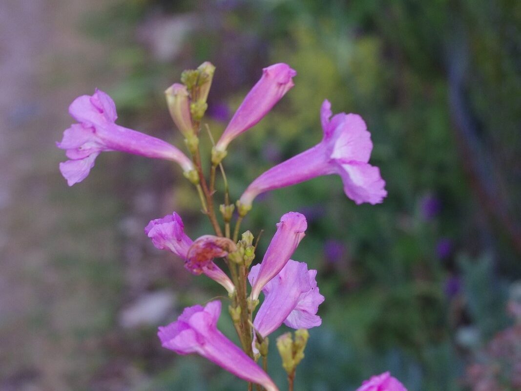 Incarvillea olgae