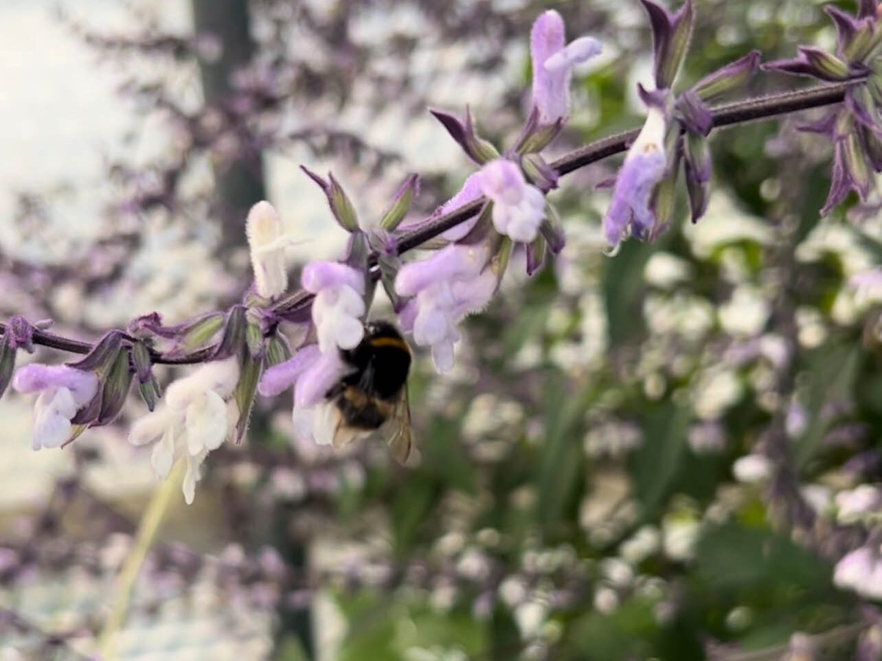 Salvia 'Phyllis Fancy'