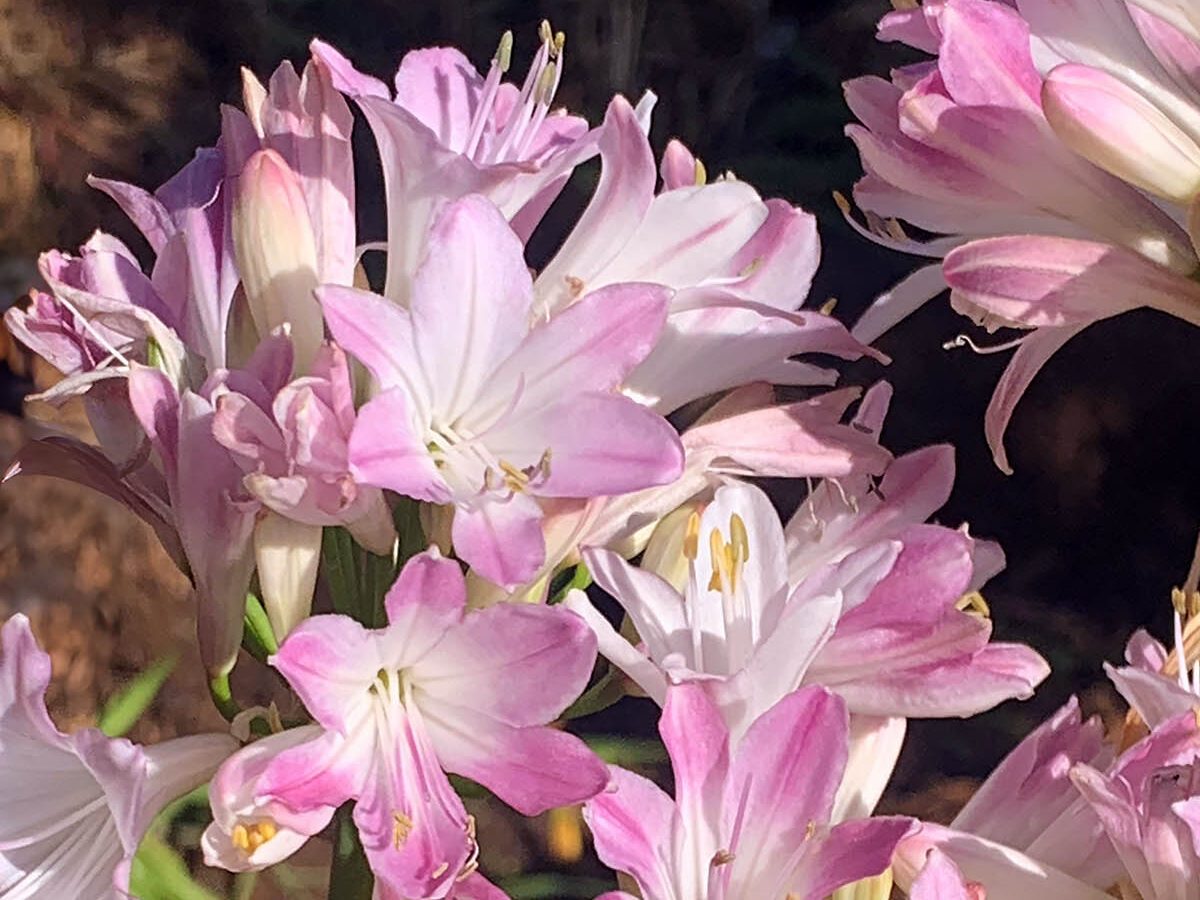 Agapanthus 'Blush Pink'