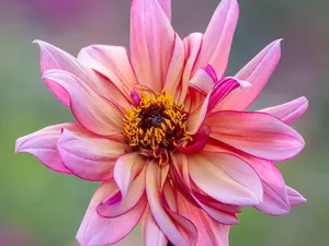 Dahlia 'Jonathan Buckley' Dahlia 'Jonathan Buckley'