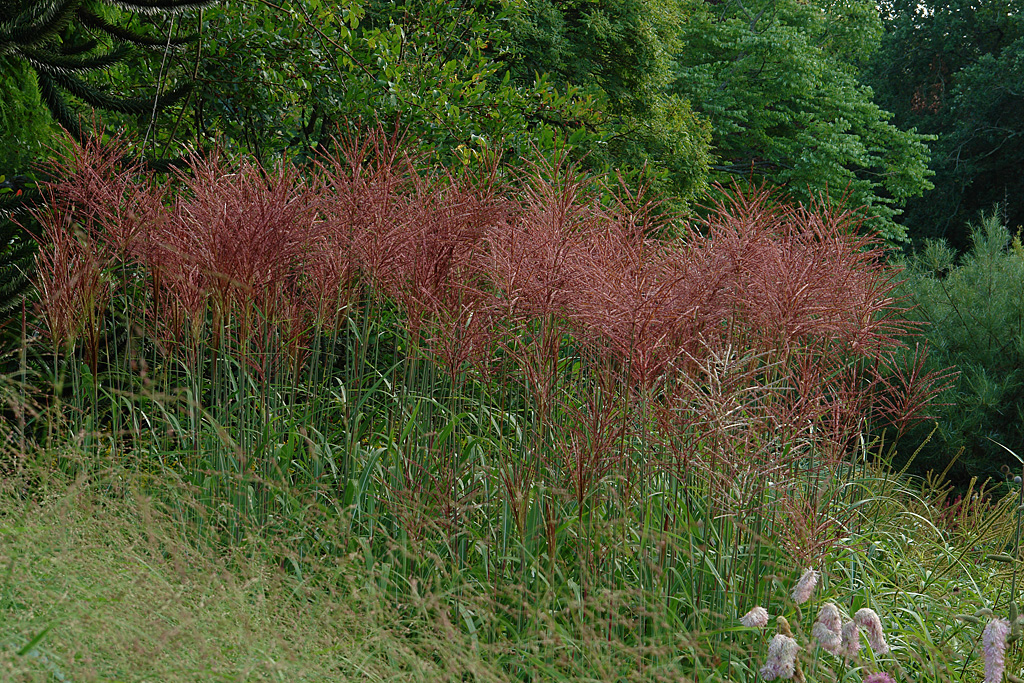 Miscanthus Red Spear