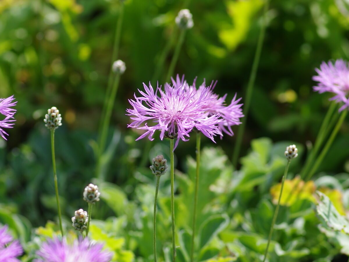 Centaurea bella