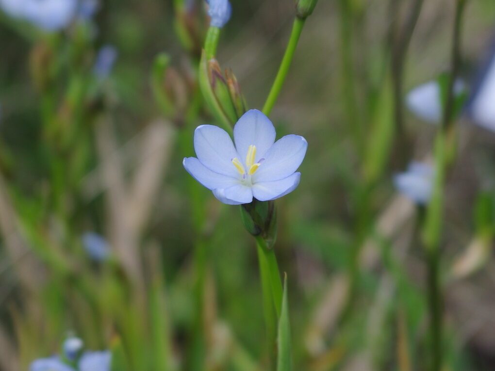 Orthrosanthus laxus