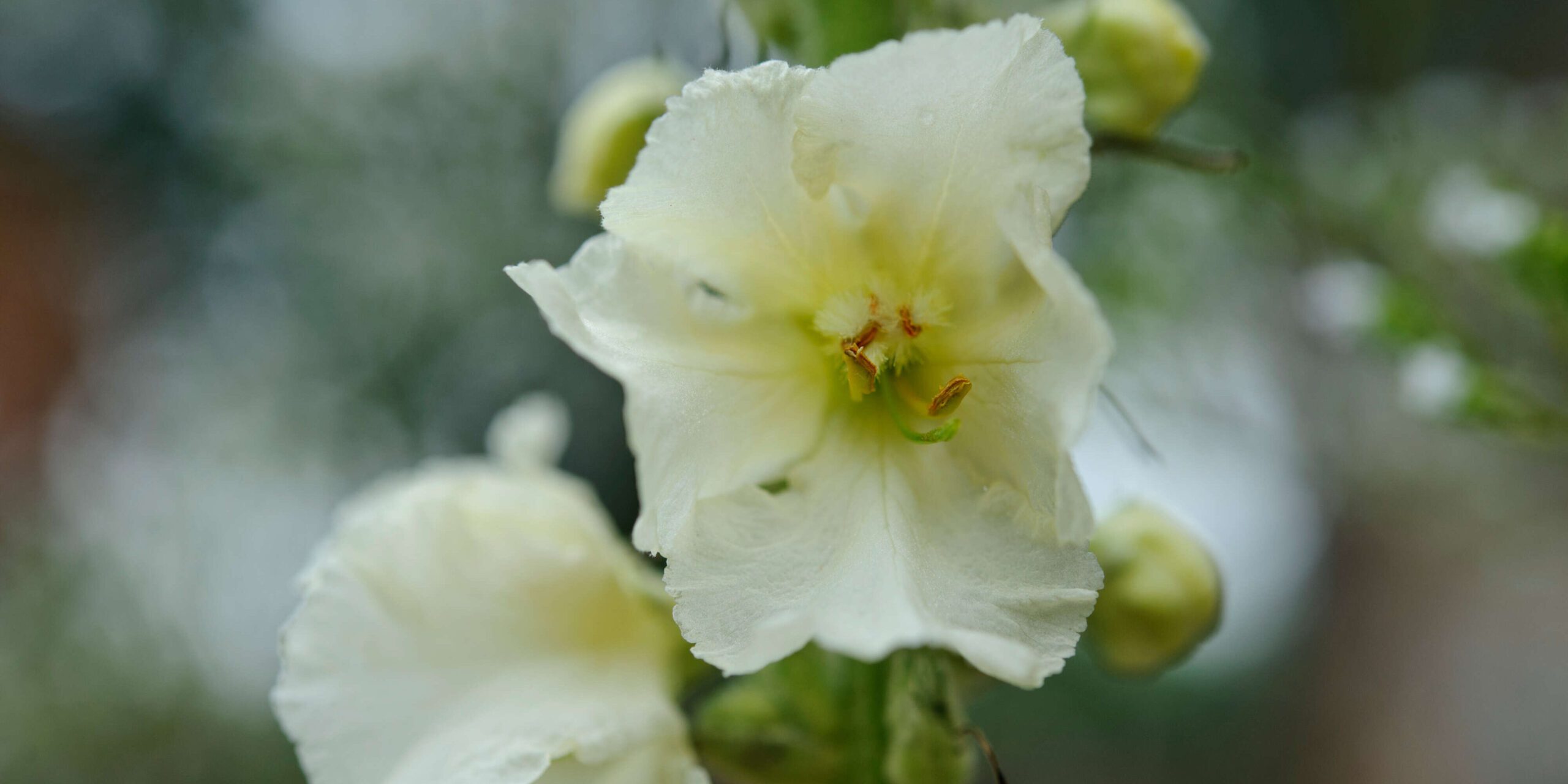 What to plant in October: Verbascum 'Spica' © Jason Ingram