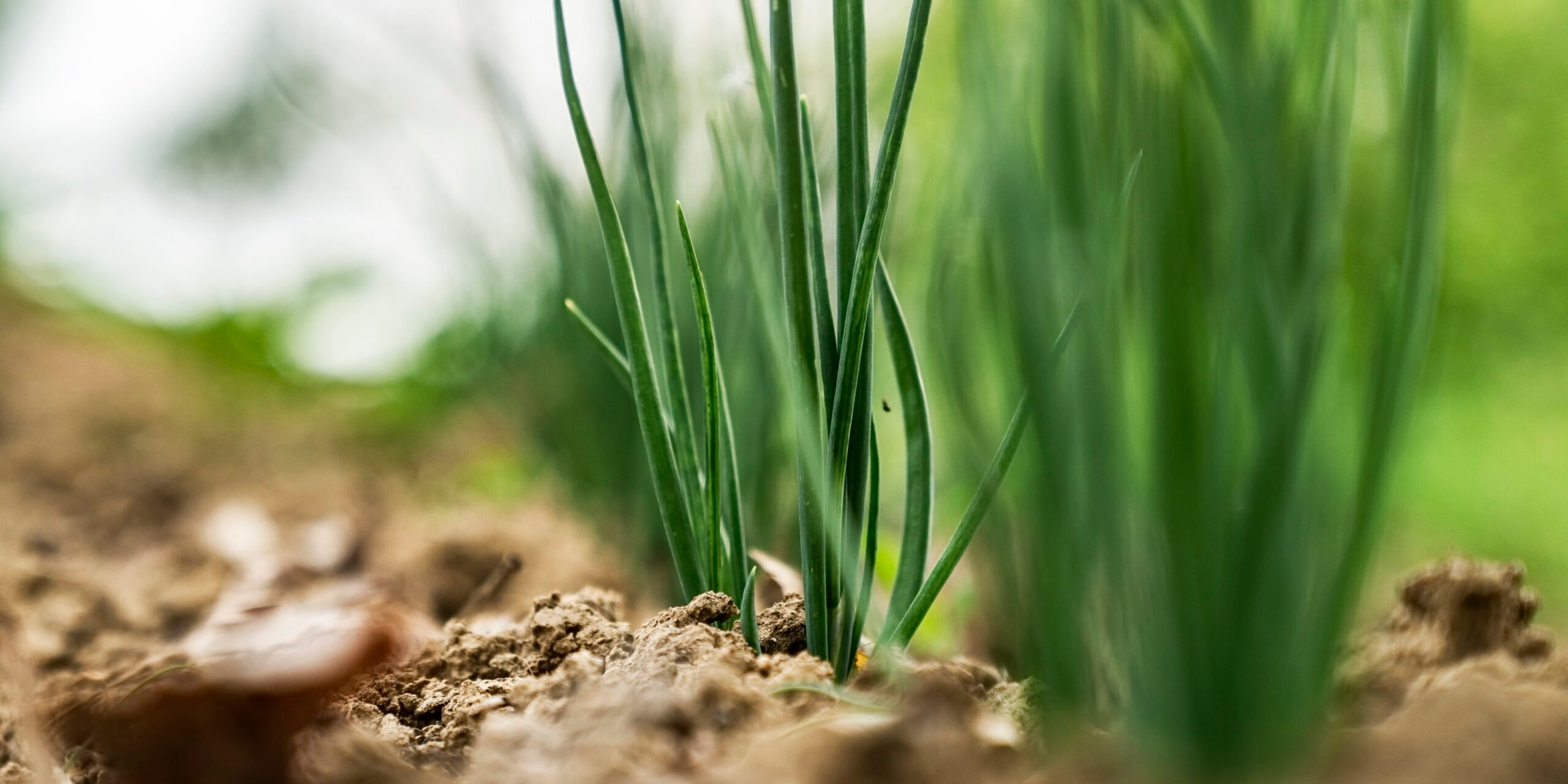Spring onions