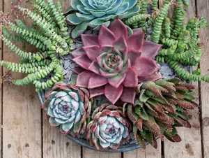 Echeveria and crassula Echeveria and crassula