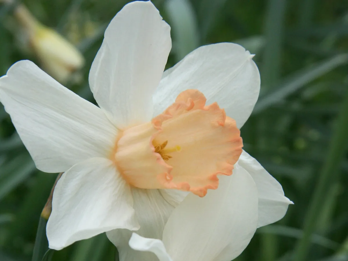 This is a plant portrait of Narcissus 'Mrs R.O. Backhouse' This is a plant portrait of Narcissus 'Mrs R.O. Backhouse' © RHS