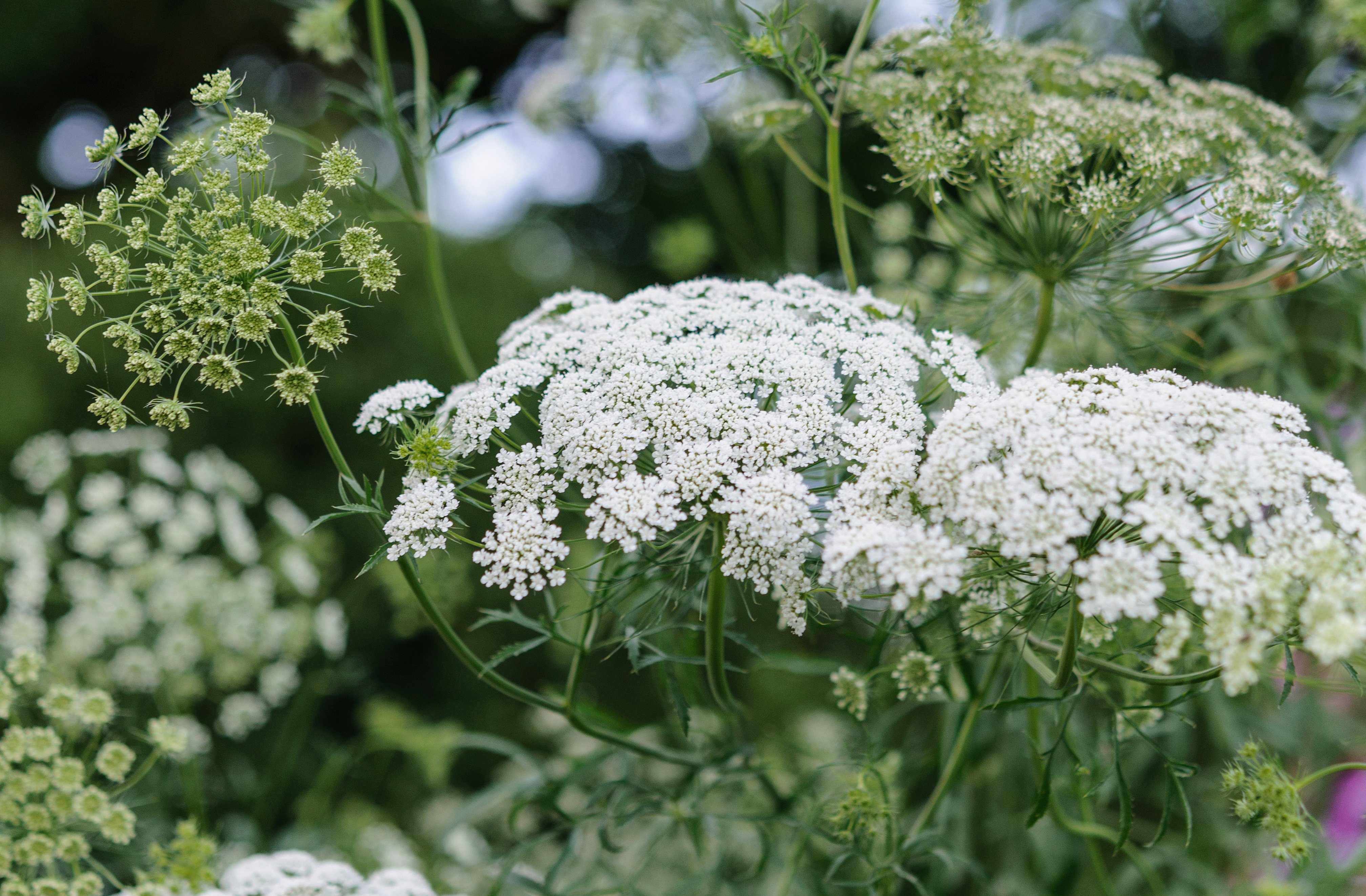 Ammi majus
