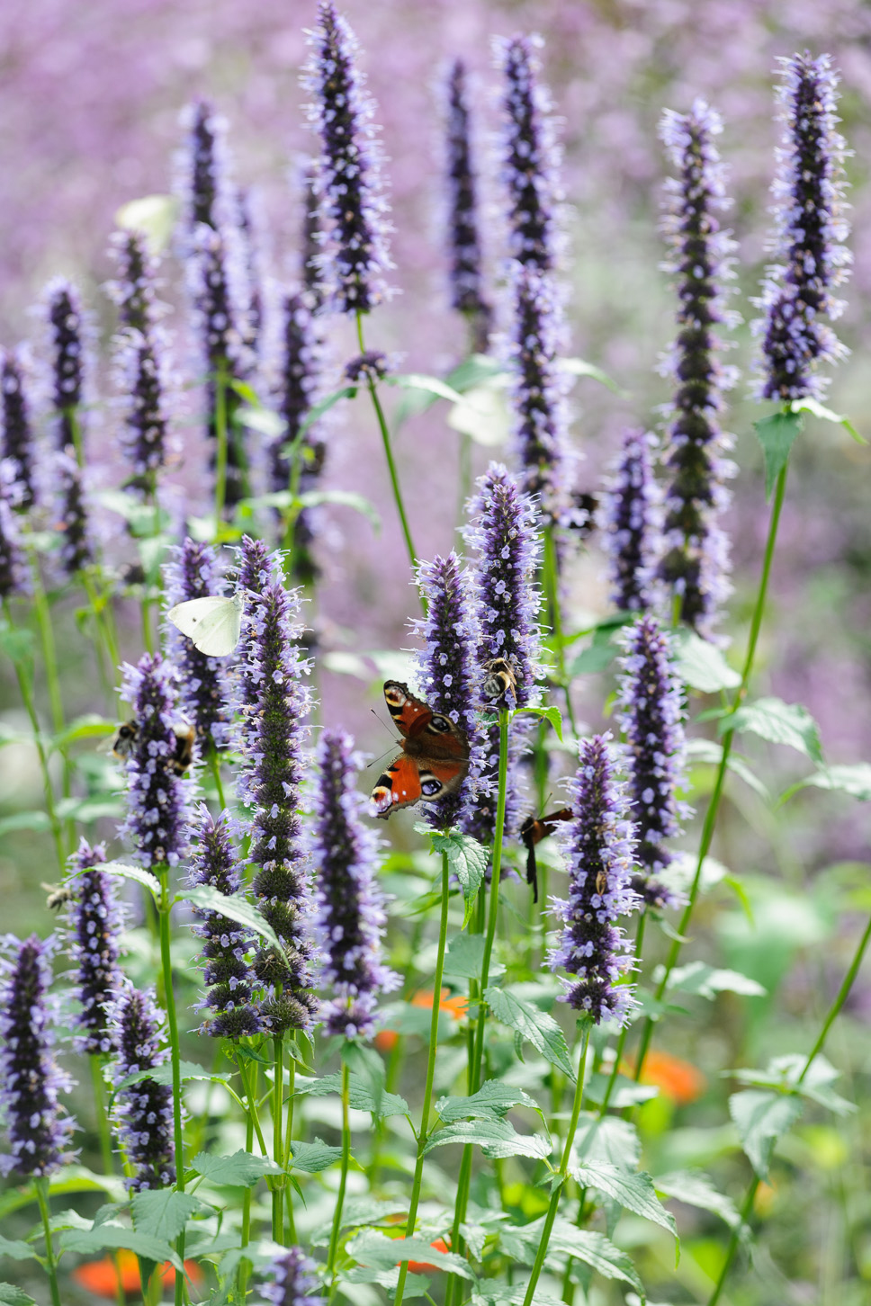 Agastache 'Black Adder'. Photo: Jason Ingram