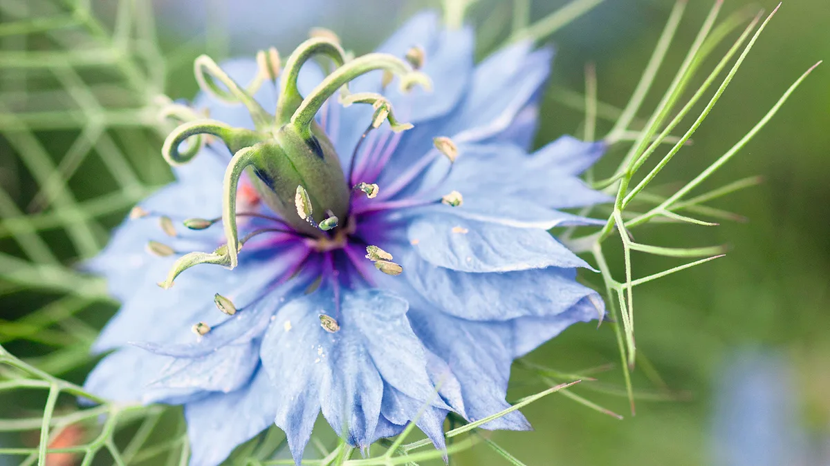 NIGELLA DAMASCENA NIGELLA DAMASCENA
