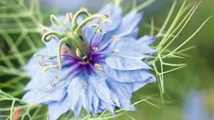 NIGELLA DAMASCENA NIGELLA DAMASCENA