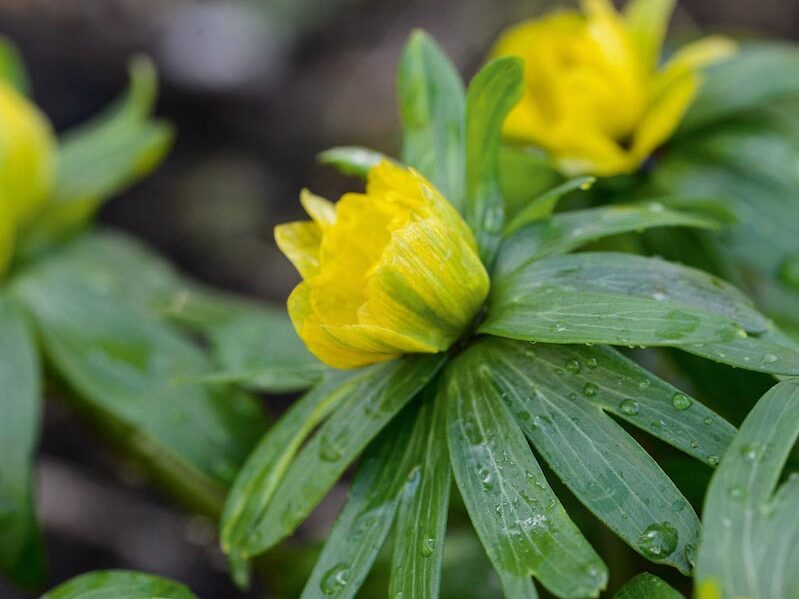 Eranthis hyemalis ‘Noël Ayres’