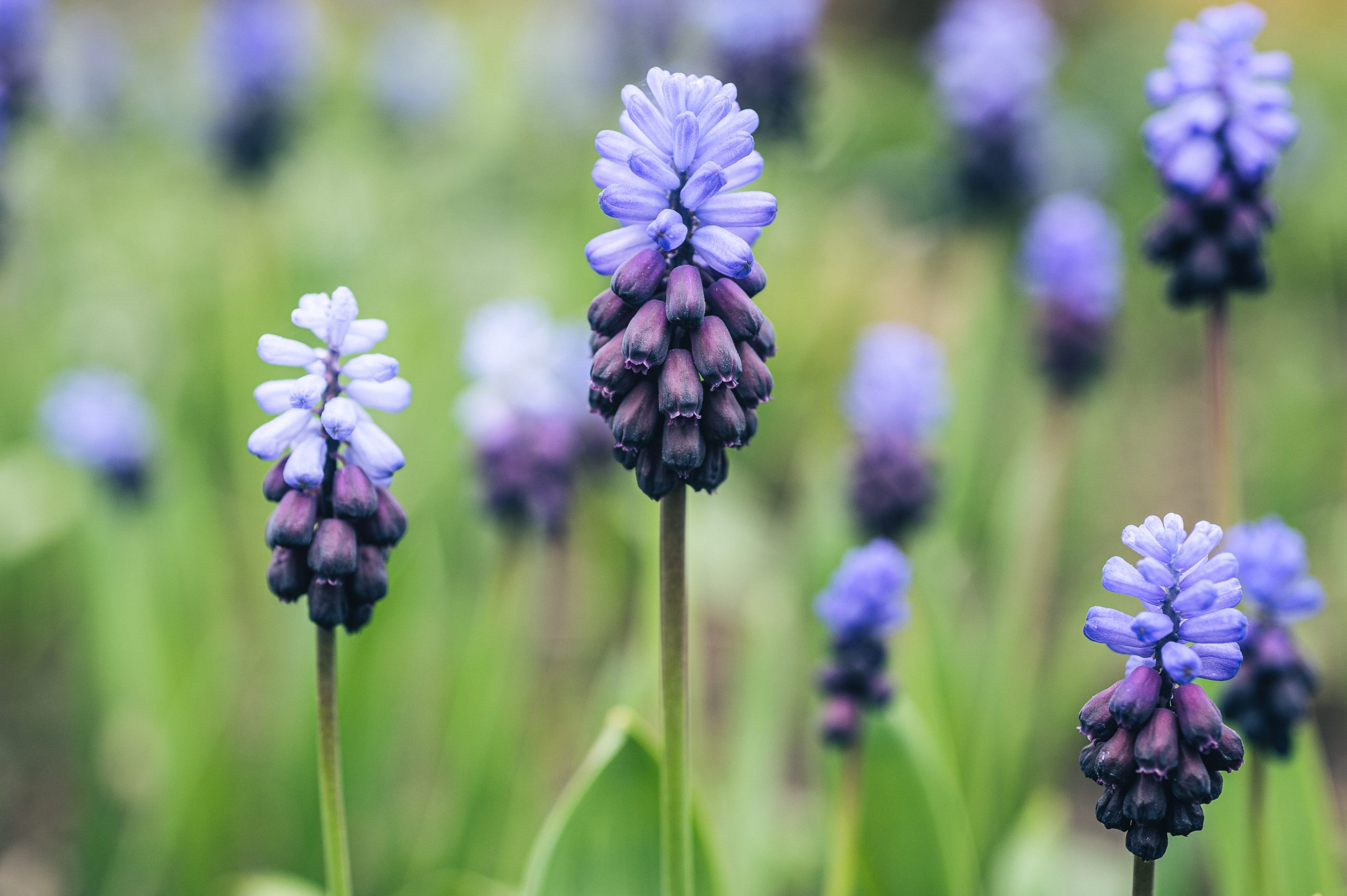 Muscari latifolium