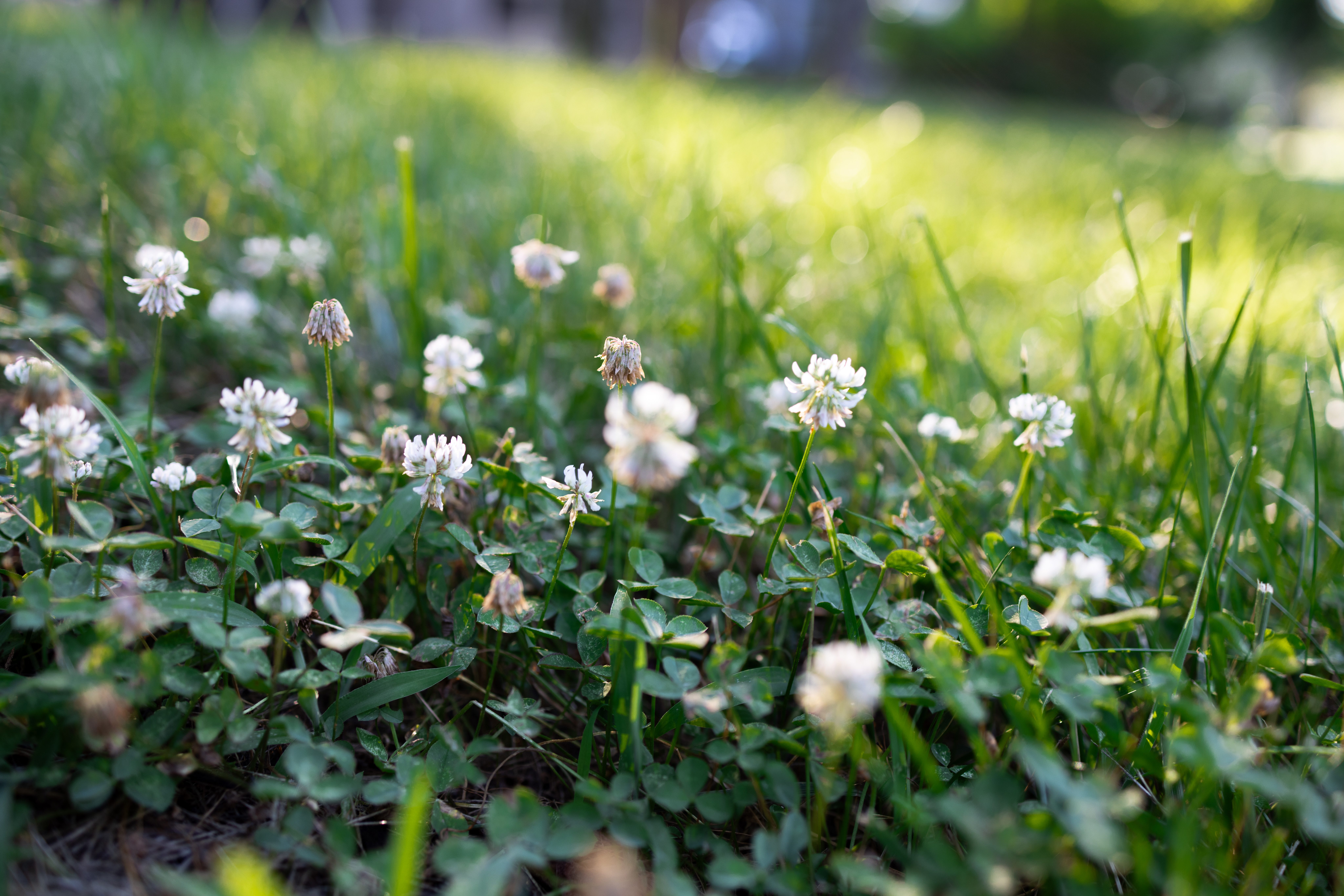 Sunny patch of wild clover on a lawn