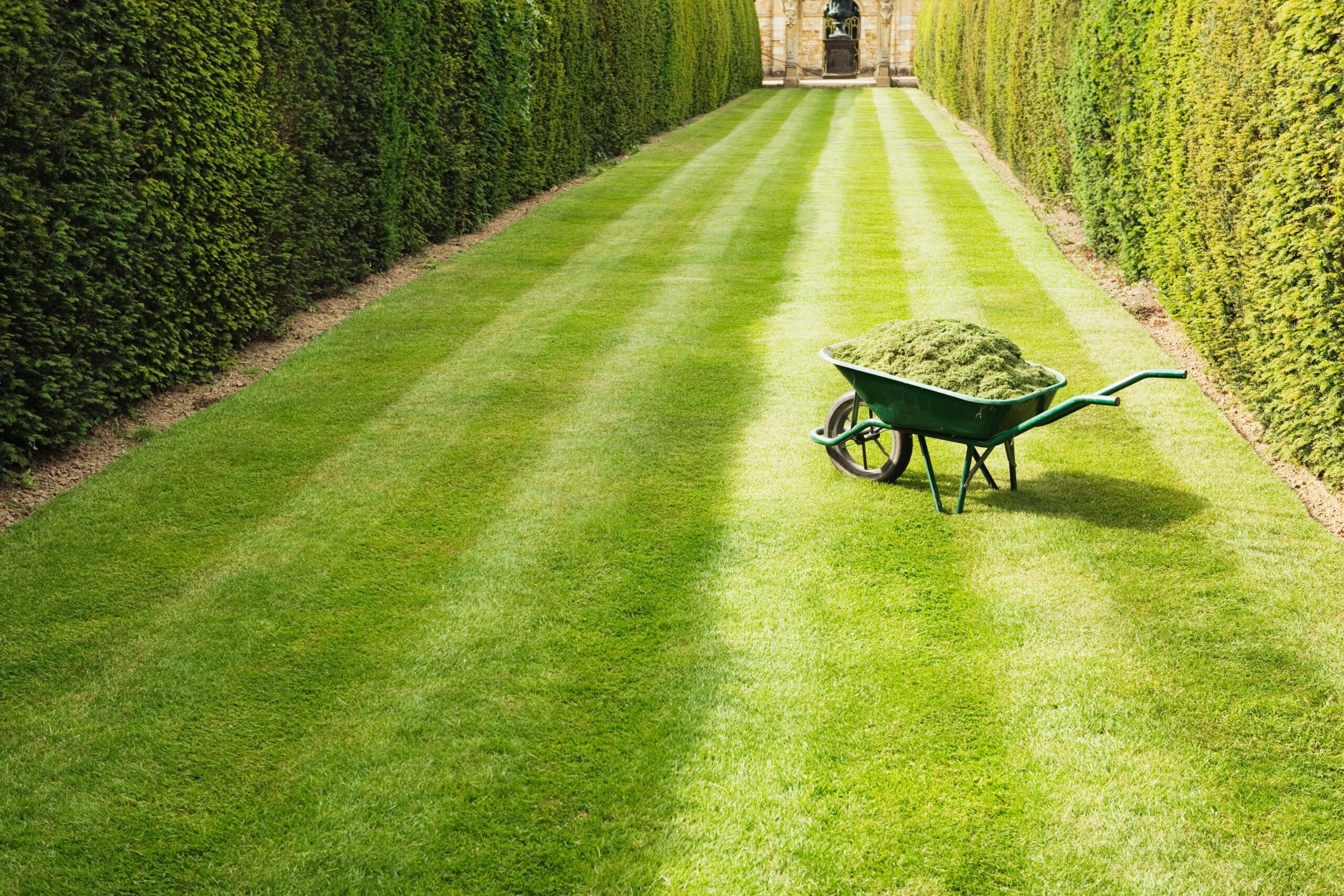 Wheelbarrow full with grass clippings on mown, striped lawn at Hever Castle gardens