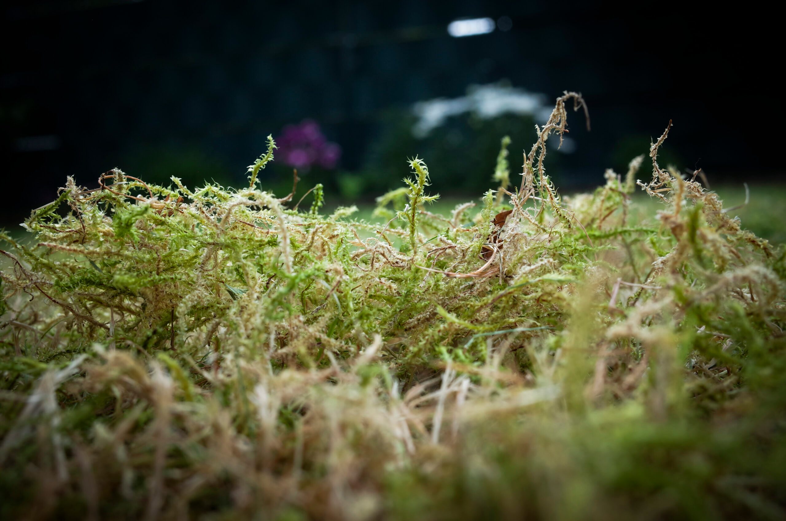 Moss can be a problem in lawns