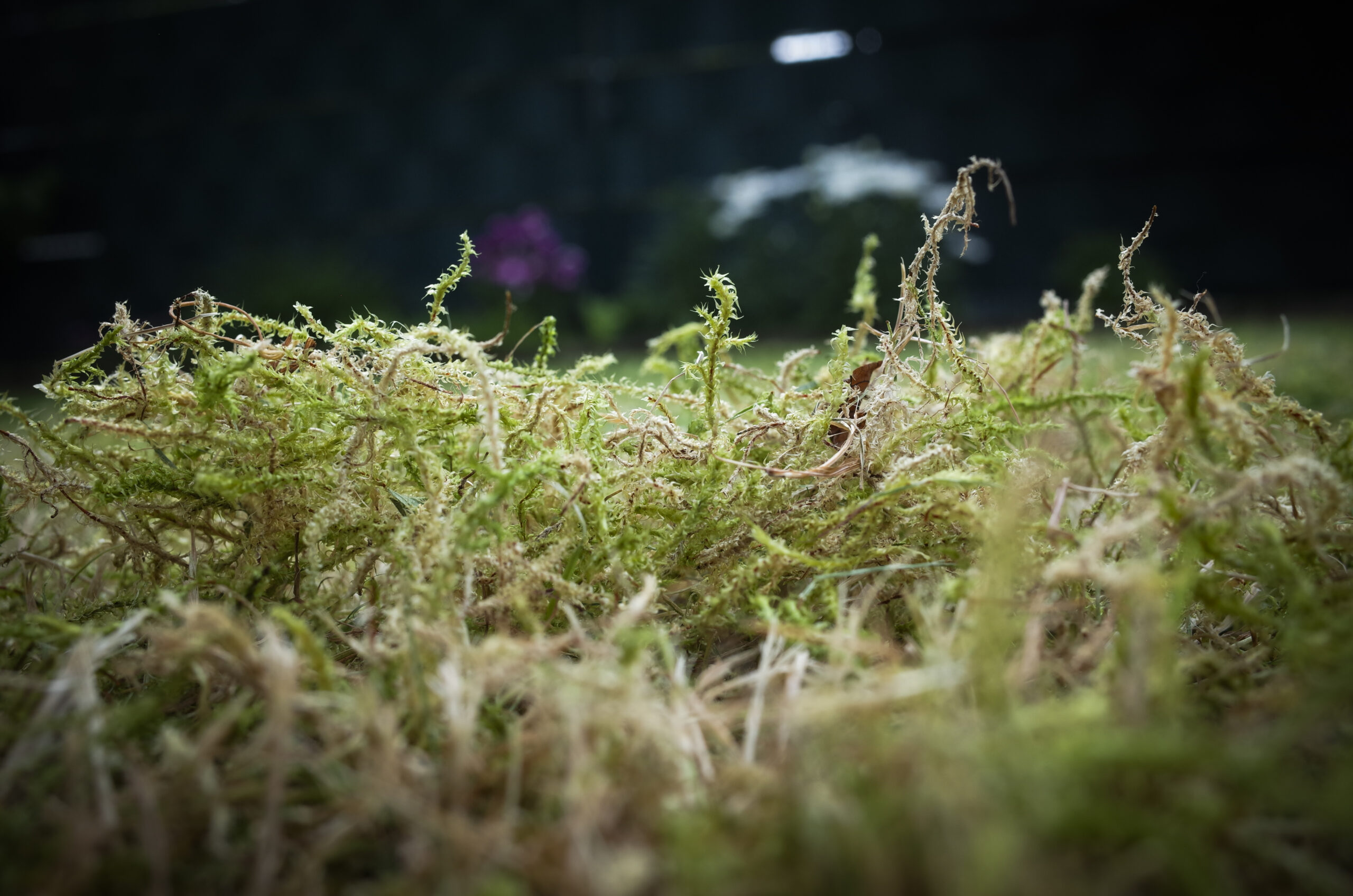Moss can be a problem in lawns