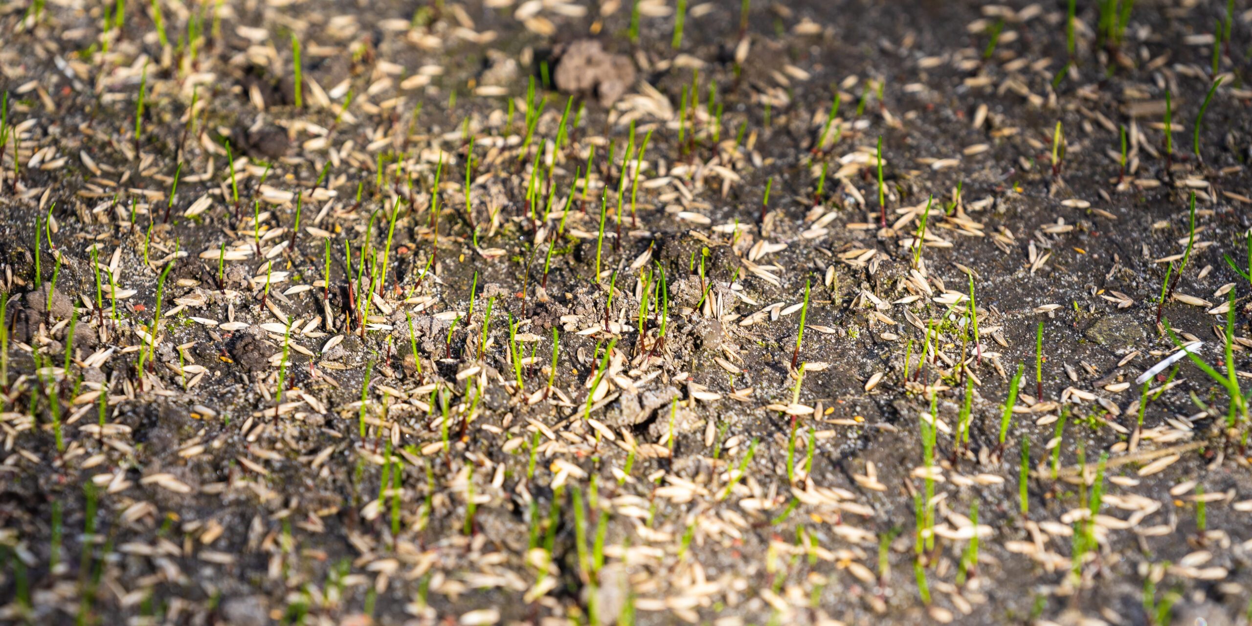 Sowing seeds for new lawn