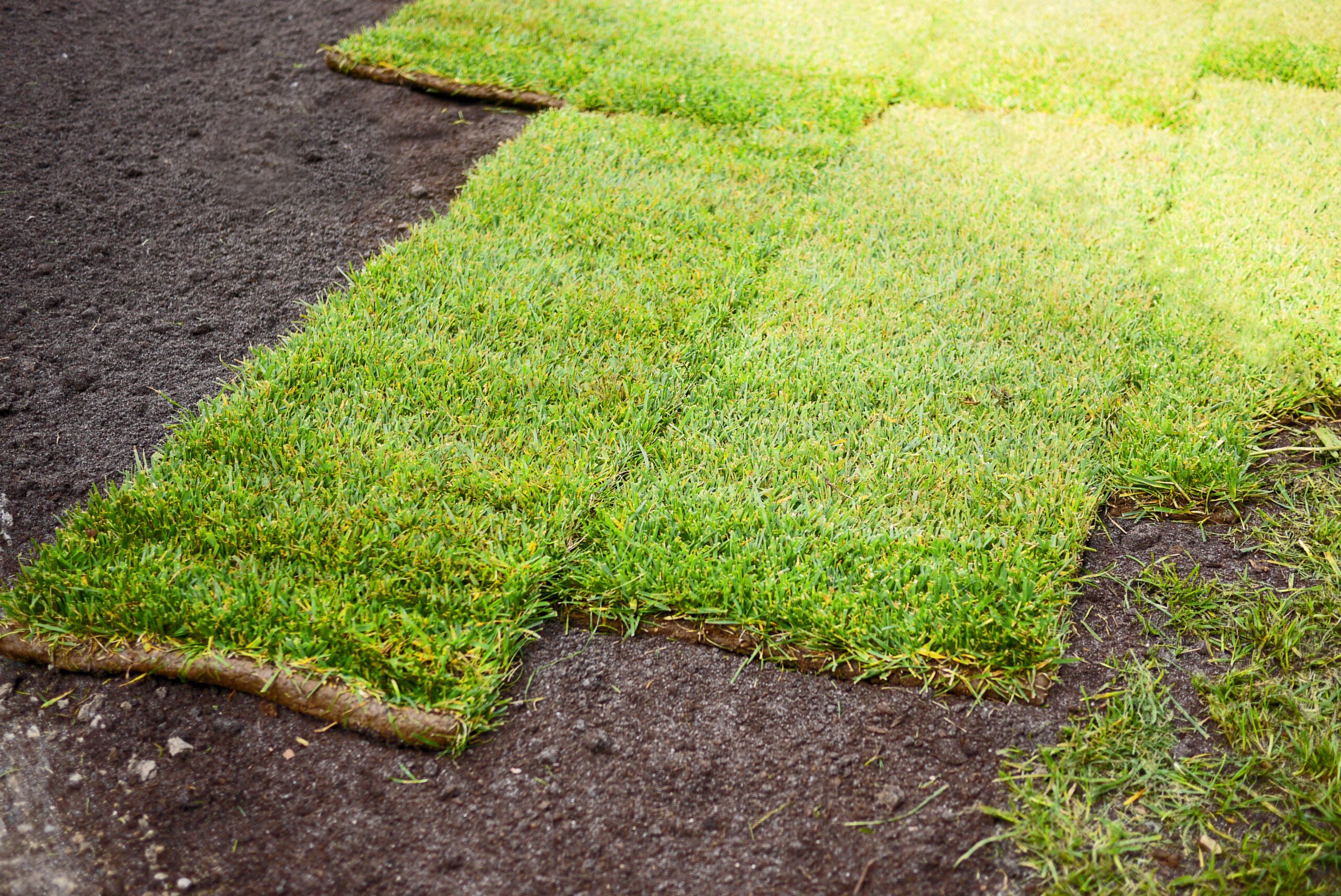 Fresh turf squares on a lawn