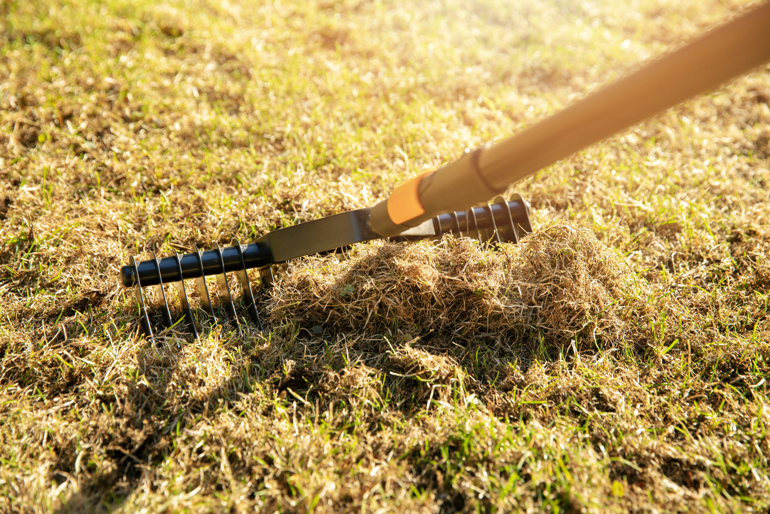 Garden lawn aeration with scarifier rake