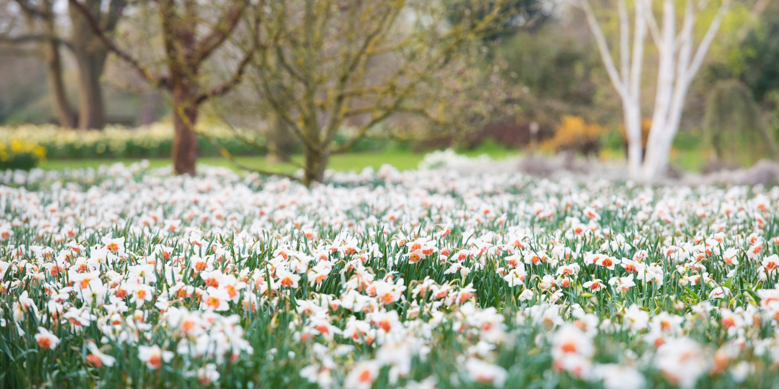 View of meadow of Narcissus at RHS Garden Wisley.