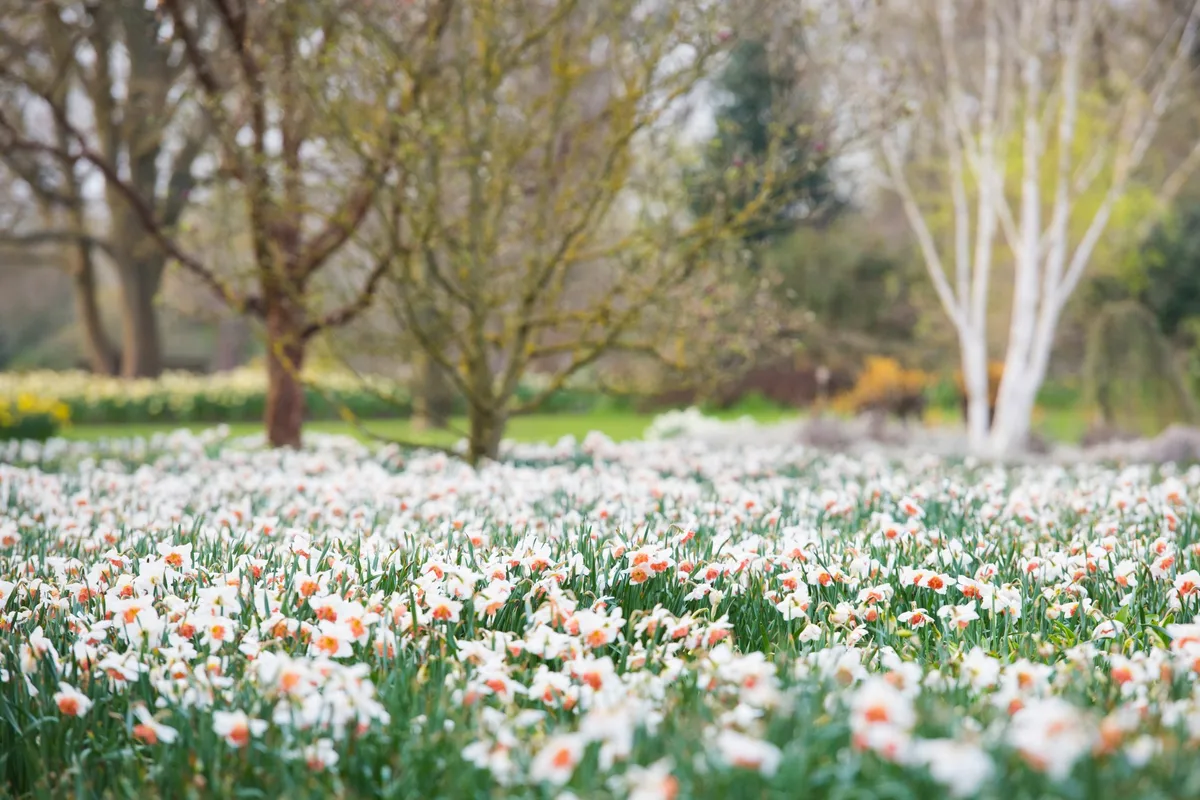 View of meadow of Narcissus at Seven Acress in Spring at RHS Garden Wisley View of meadow of Narcissus at Seven Acress in Spring at RHS Garden Wisley