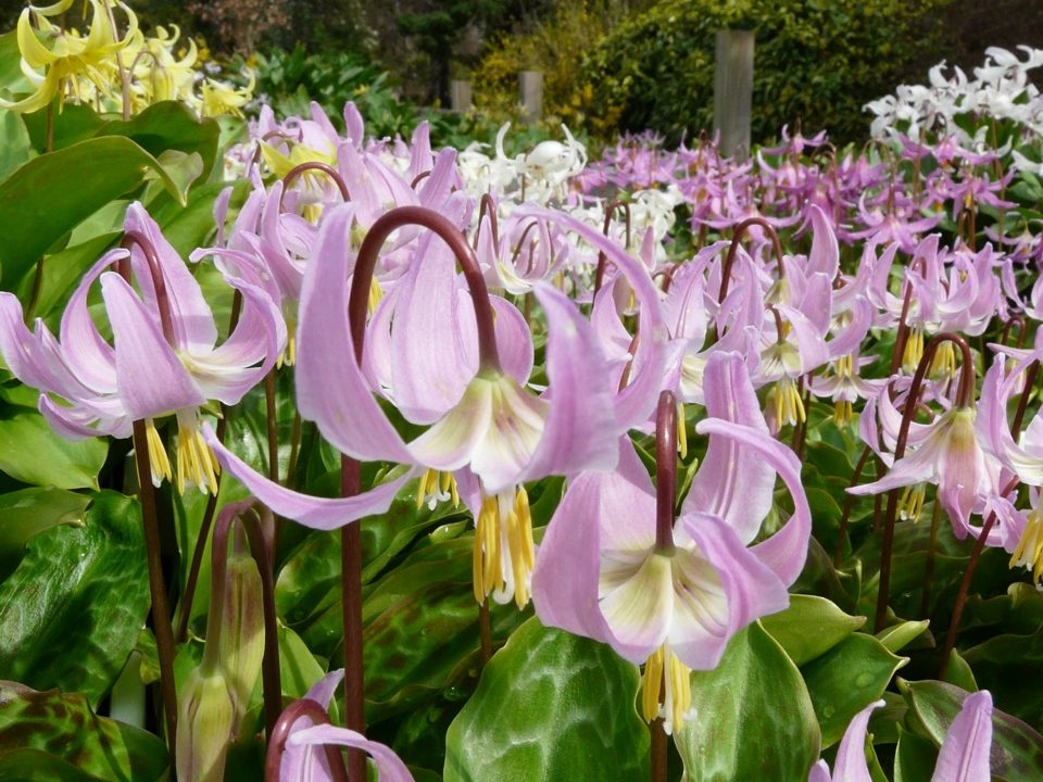 Erythronium Aberconwy Marbled Group