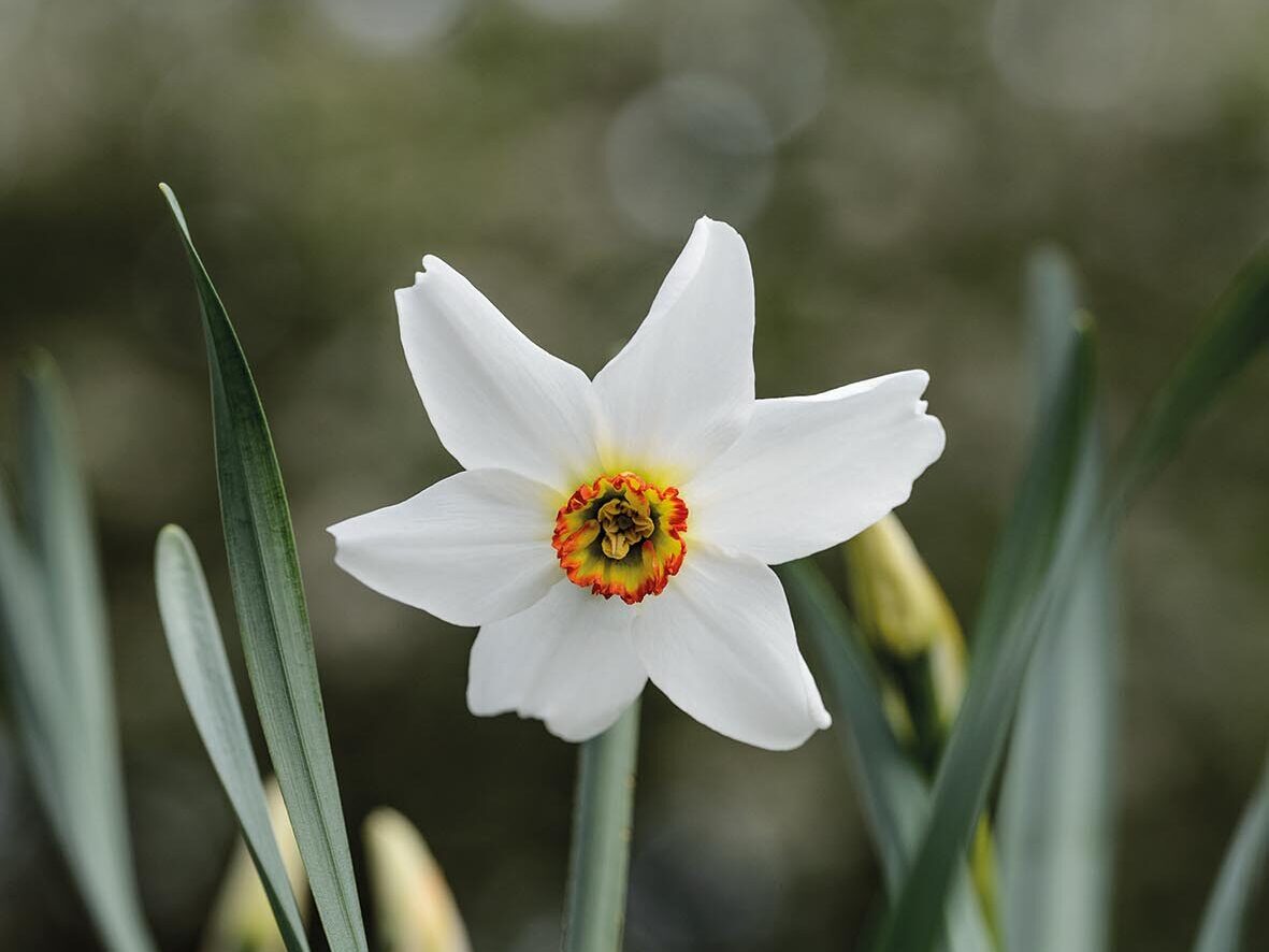 Narcissus poeticus var. recurvus