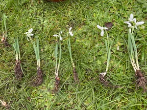 Snowdrops in the green Snowdrops in the green