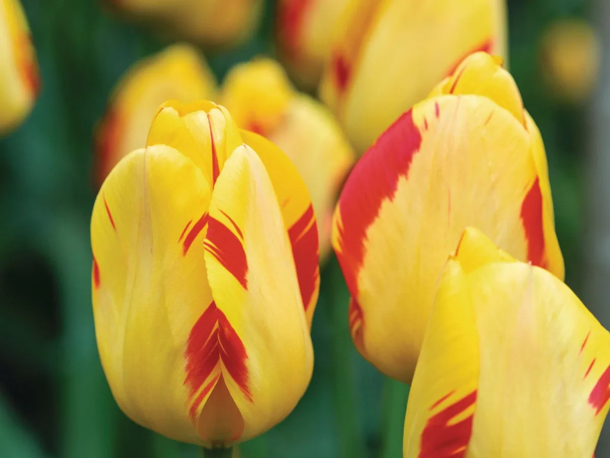 Tulipa ‘Olympic Flame’ RW olympic_flame_arundel_castle_12_preview Tulipa ‘Olympic Flame’ © Rachel Warne