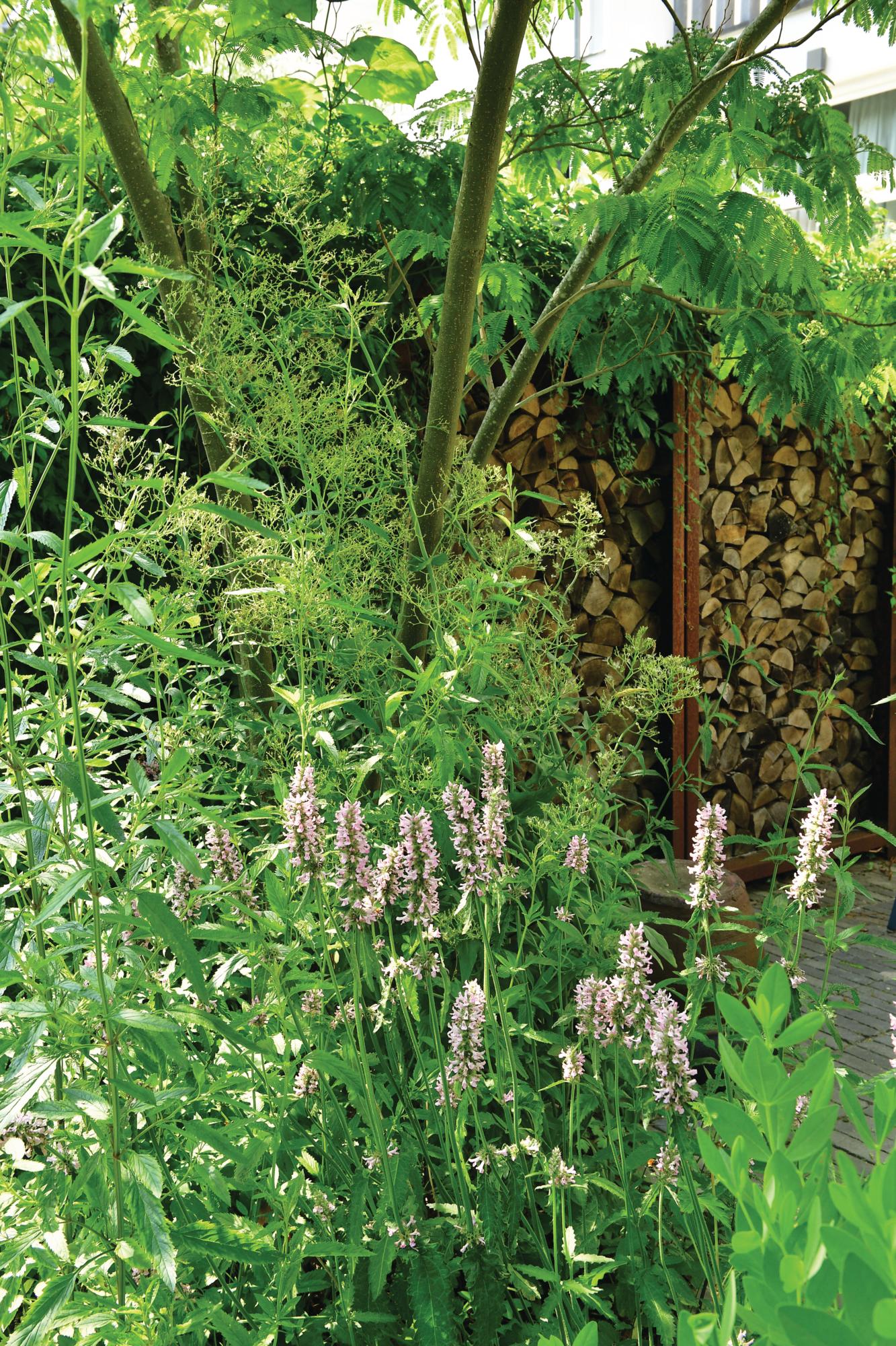 Carolien Barkman's naturalistic small city design in Amsterdam