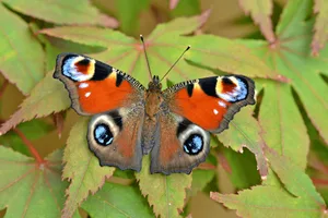 293f4ef1-695f-4be6-aa4e-48f814bc0b11 © Andrew Cooper/Butterfly Conservation