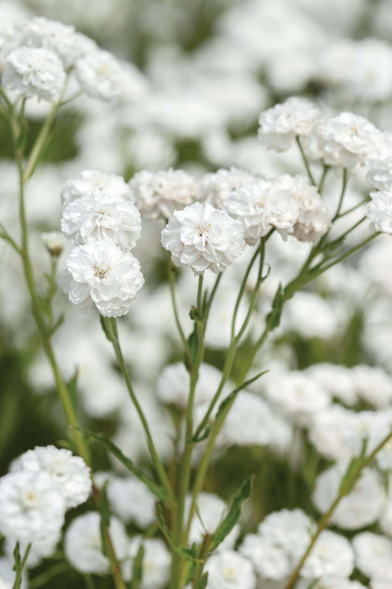 White flowers