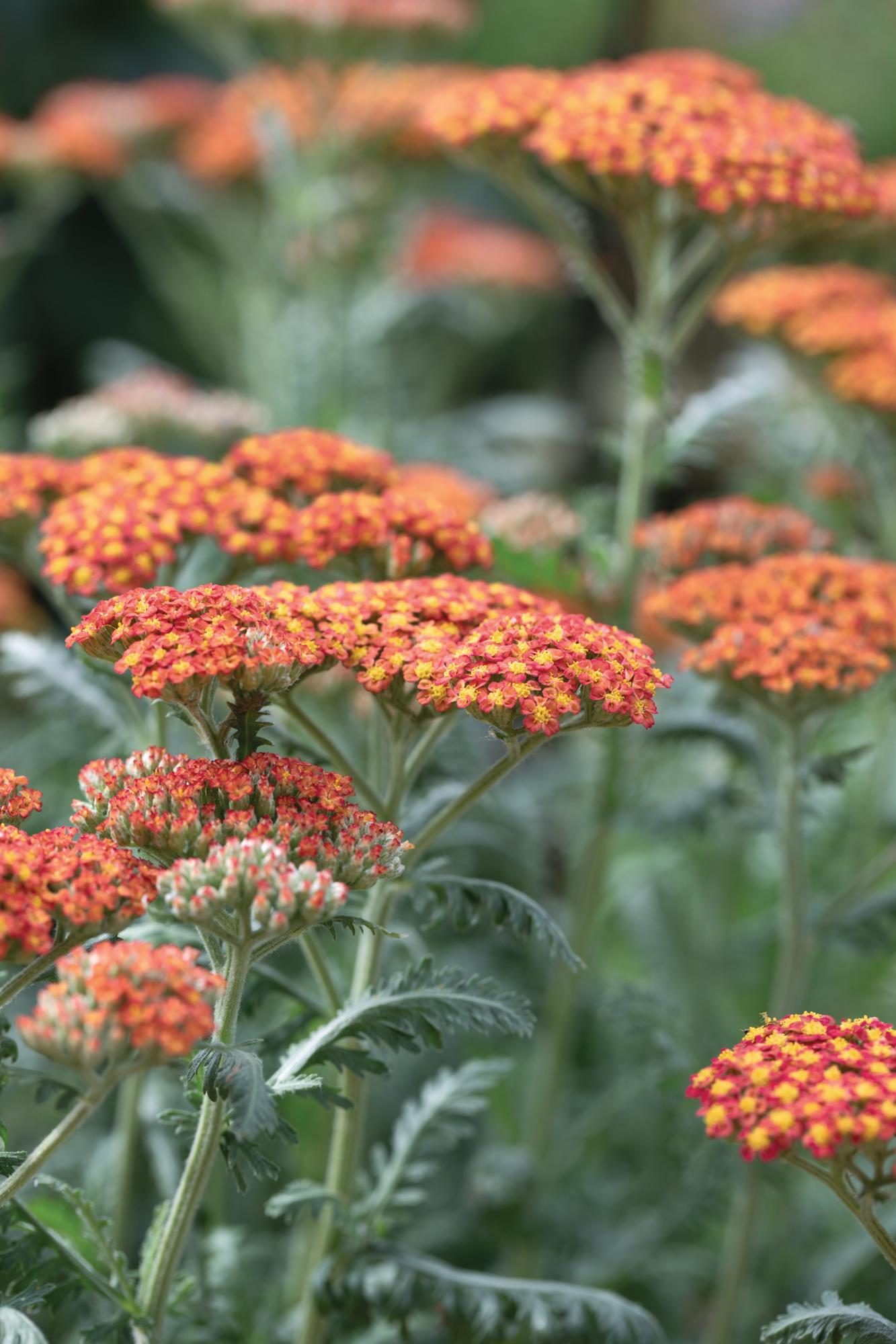 Orange flower