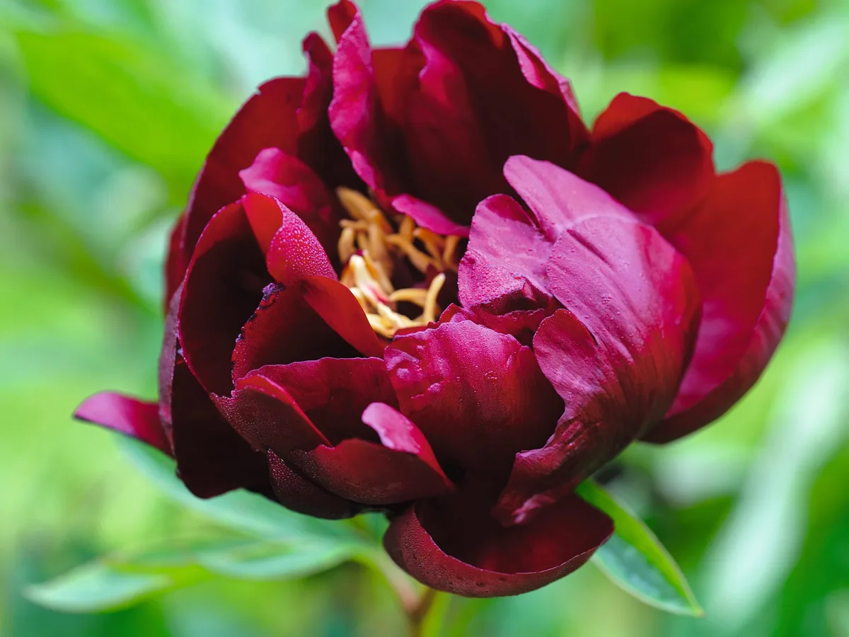 Buckeye Belle peony Buckeye Belle peony