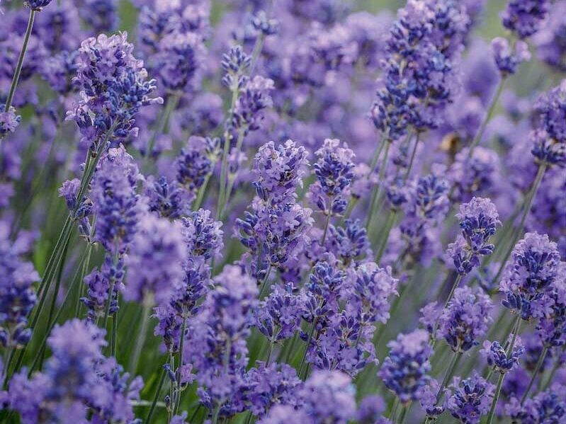 Lavandula angustifolia ‘Munstead’