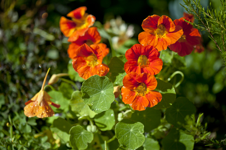 Close-up of nasturtiums in the garden.