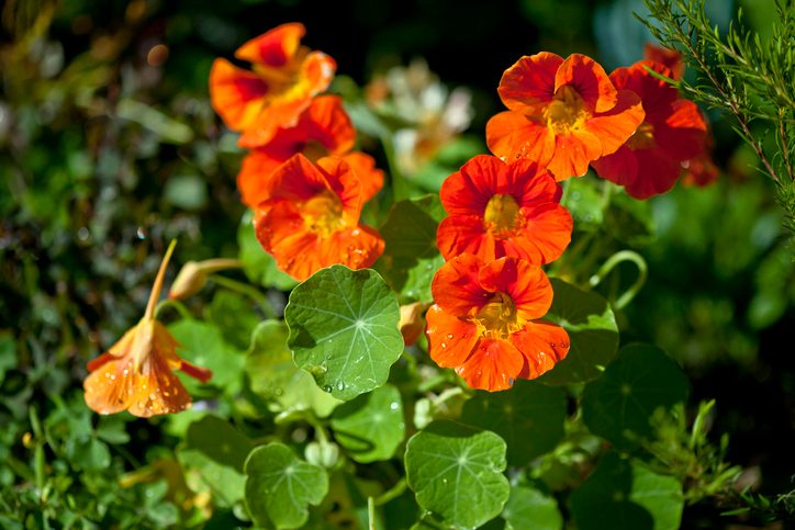 Close-up of nasturtiums in the garden.
