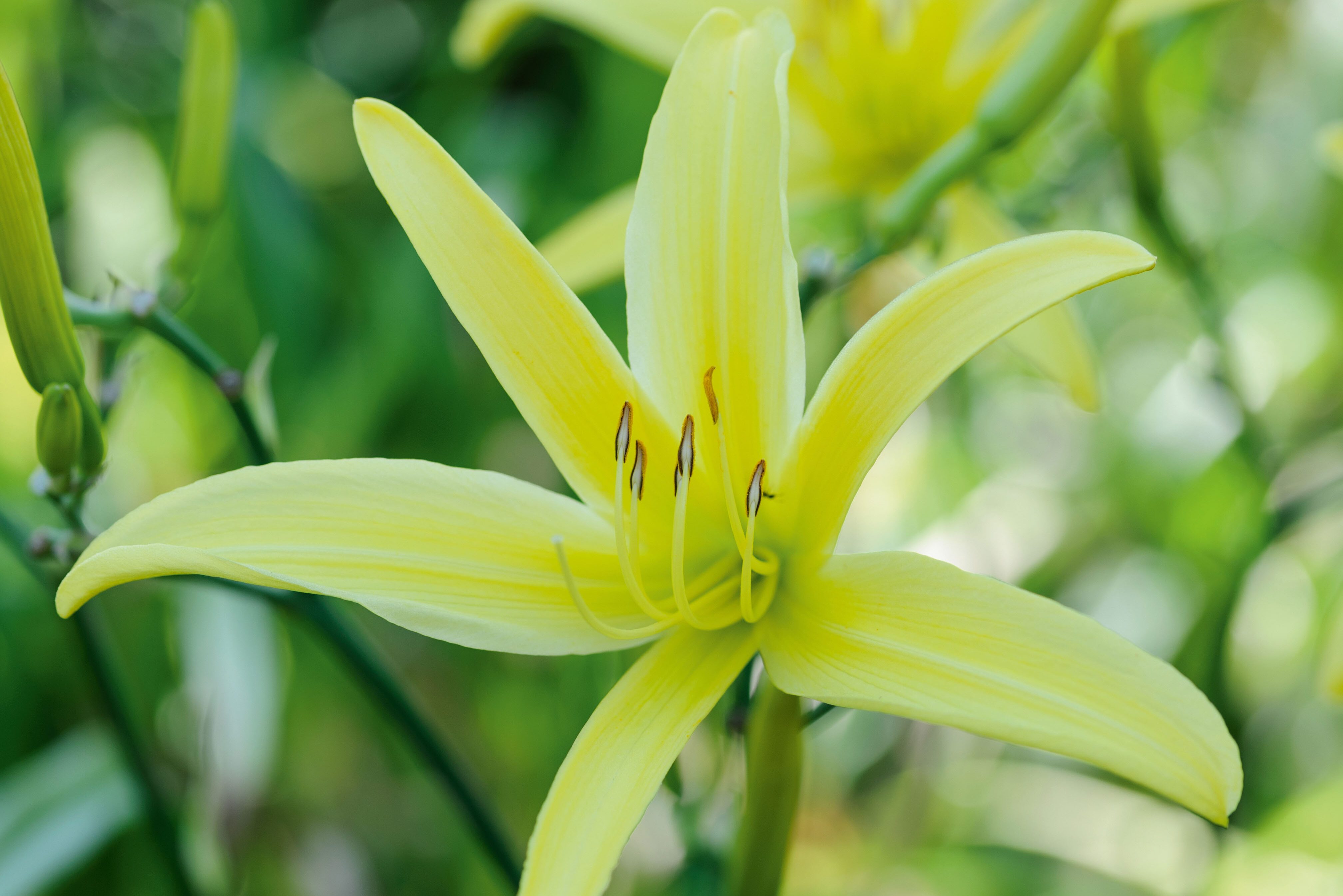 Hemerocallis 'Ariadne'