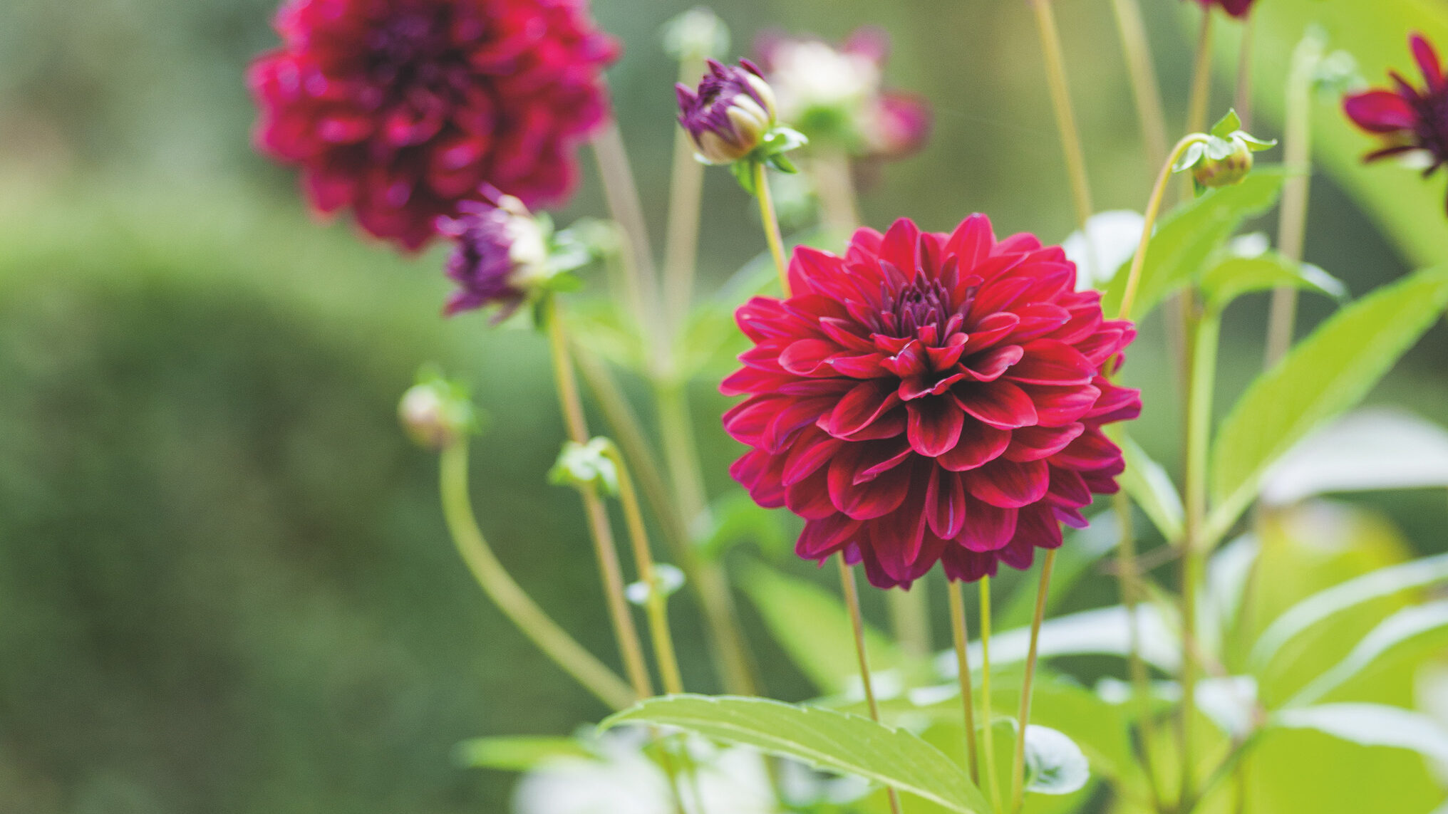 Dahlia 'Karma Naomi'