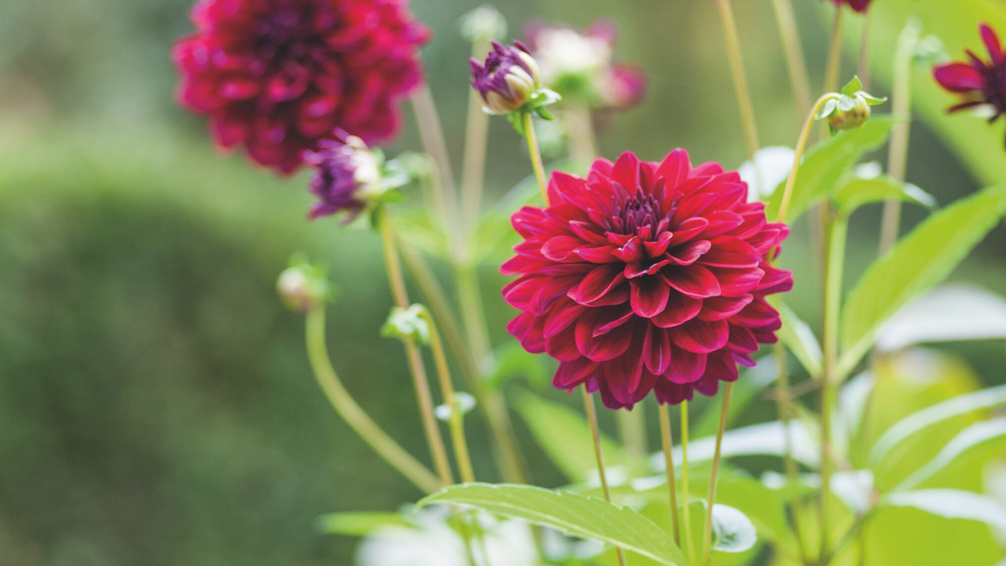 Dahlia 'Karma Naomi'