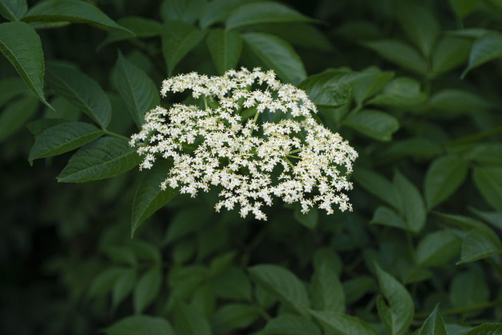 Red Elderberry Bush (Sambucus racemosa) flowering