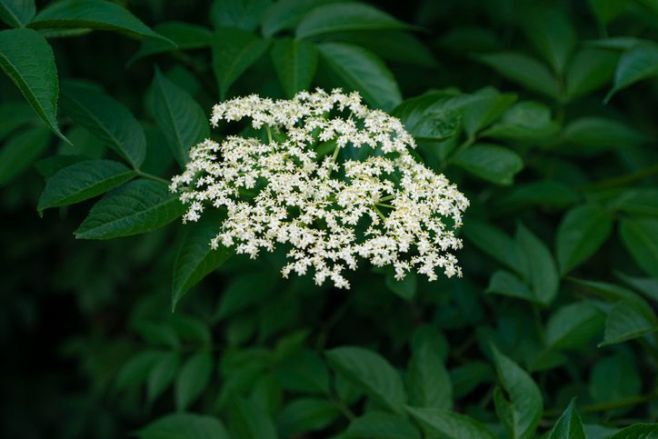 Red Elderberry Bush (Sambucus racemosa) flowering