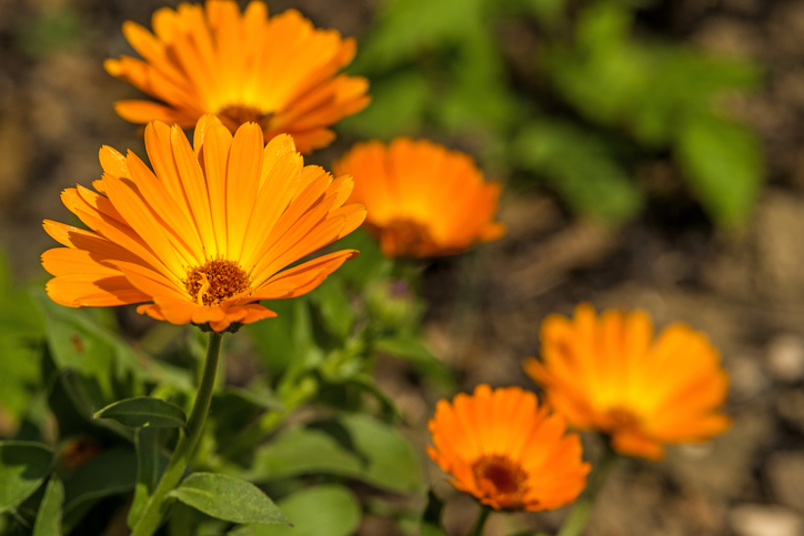 Calendula officianalis