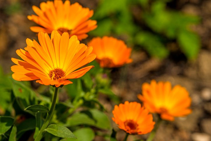 Calendula officianalis