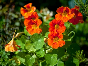 Nasturtiums Close-up of nasturtiums in the garden.