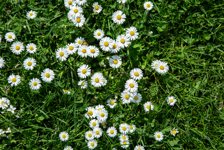 Field of Daisies (Bellis perennis)